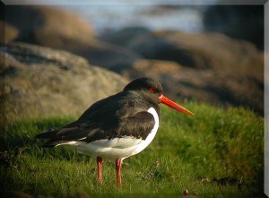 Late Oystercatcher