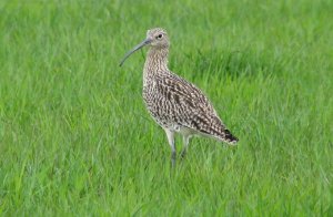 curlew