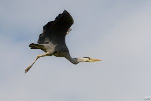 Grey Heron flight