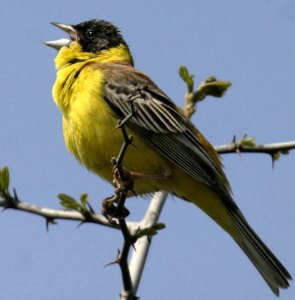 Black-headed Bunting