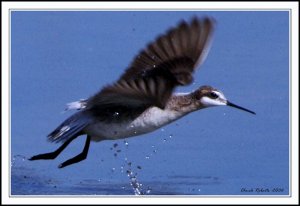 Wilson's Phalarope