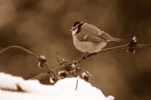 Blue tit.