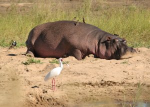 Hippo & African Spoonbill