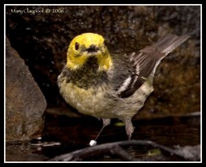 Hermit Warbler