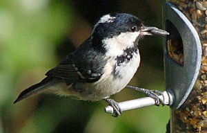Coal Tit at the feeder