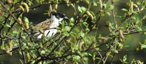 Reed Bunting among the catkins