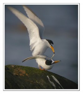 Little Tern