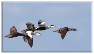 Eiders In Flight