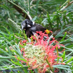 New Holland Honeyeater