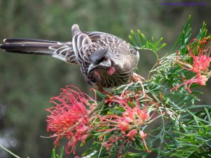 Wattle you looking at?