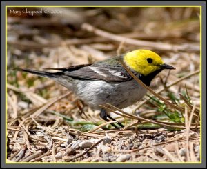 Hermit Warbler