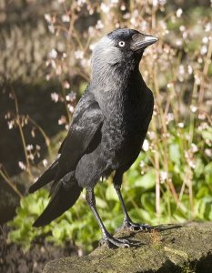 Jackdaw