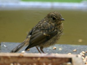 Young Robins are here at last