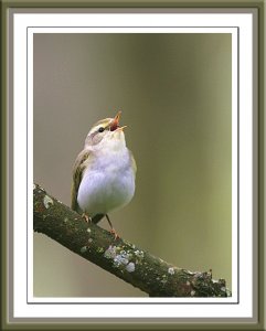 Singing Wood Warbler