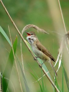 Great Reed Warbler