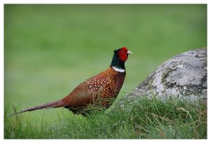 Pheasant In Wet Grass