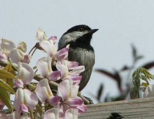 Amid the Flowers