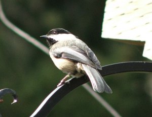 Sunny Chickadee