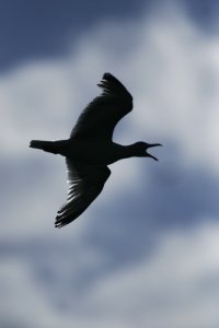 Gull Calling in Flight