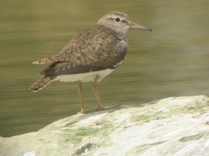 common sandpiper