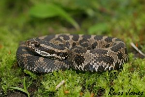 eatern massasauga