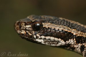 eastern massasauga