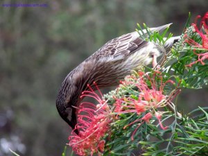 Yummy, Delicious Nectar