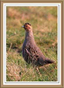 Grey partridge