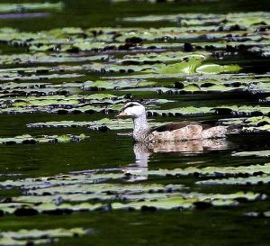 Cotton Pygmy-Goose