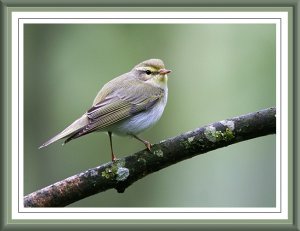 Posing Wood Warbler