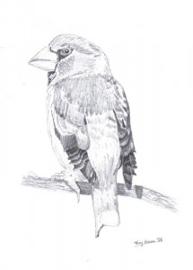 hawfinch sketch