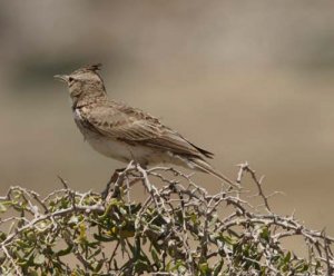 crested lark