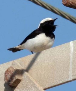 Cyprus wheatear