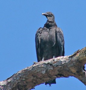 Black Vulture