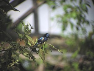 Turquoise Tanager