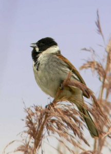 Reed Bunting