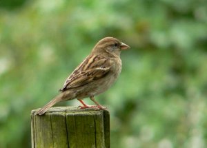 House Sparrow