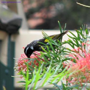 New Holland Honeyeater