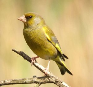 Male Greenfinch