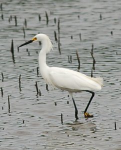 Snowy Egret