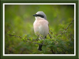 Red Backed Shrike Up Front