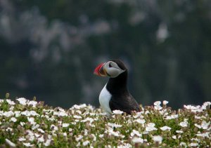 Puffin on Skomer Island