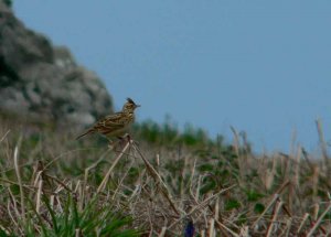 Skylark on Skomer