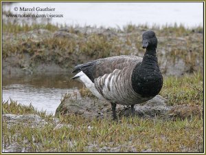Geese & Ducks serie : Brant