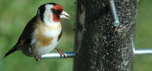 Goldfinch at the Feeder
