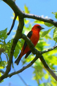 Scarlet Tanager