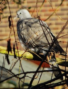 Juvenile (common) wood pigeon
