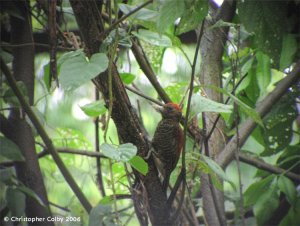 Blood-colored Woodpecker