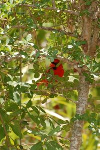 Peekaboo Cardinal
