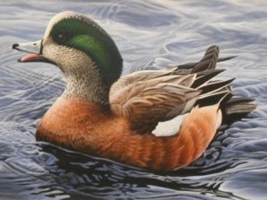 American Widgeon